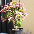 プチガーデン造り・・・ほぼ完成かな？？　