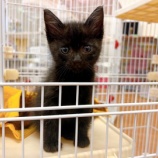 『子猫1頭、受け入れました😺』の画像