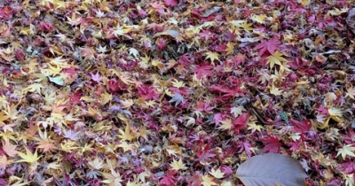 落ち葉がきれいで毎年の楽しみ～疲労を忘れたい