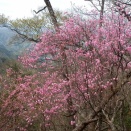 西上州・蓬莱山から諏訪山　～アカヤシオの周回ルート