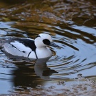 『投稿：都市公園のカモたち　2025/02/11』の画像