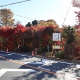 『安行の紅葉２０２５』の画像