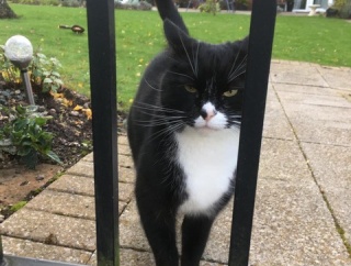 【ねこ画像】問の奥のクロシロさん、舌出したふかふかねこ、ねこの狙撃兵 ほか【再】