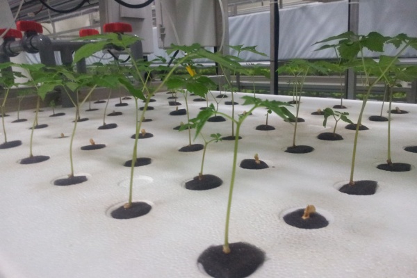 植物工場 水耕栽培をつくろう 植物工場