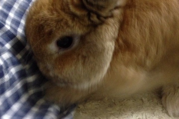 そらとぶうさぎ しつけ