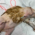 風の動物病院のブログ