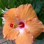 ゆるりと暮らす