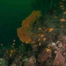 4.18 東伊豆赤沢2ボートダイビング！