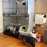 初対面のオトナ猫さま達の反応