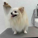 ポメラニアン シャンプーセット アリオ上田店 川上