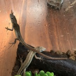 『我が家の癒し』の画像