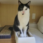 みにみゅう　猫の飼い主さん募集中　