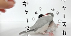 本日、大変に激しいです