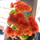 『秋影　６』の画像