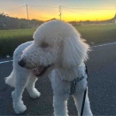 父さんとももちの夕暮れ散歩🐶