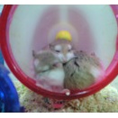 モンスターバイト伝説再び・・・⑨