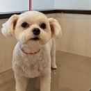 トリミングのブログ
