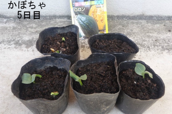 実家の畑記録 ピーマン 2