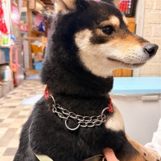 NPO法人ペット里親会