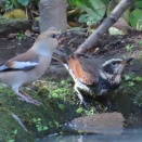 水場に来た野鳥を撮る🪿（おうらの森）