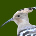 ヤツガシラ