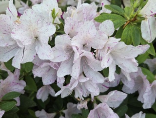 次回(１９９回)の藤原義塾勉強会は6月に開催します　　そして２００回目は完全無料の予定です