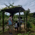 親子でバラ観察会'26 ④