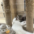 仲良しにゃんず🐾ᵕ̈