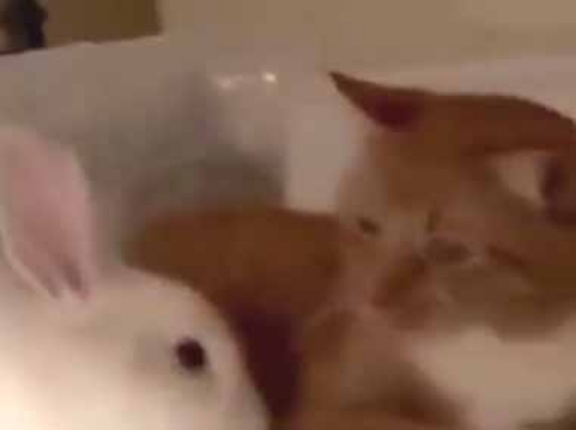 ネコの隣にウサギがやってきた。いったい何が始まるんです？ → こうなった…