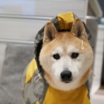 湘南凸凹柴WAN日記