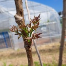 間に合った❗️タラの芽の絵