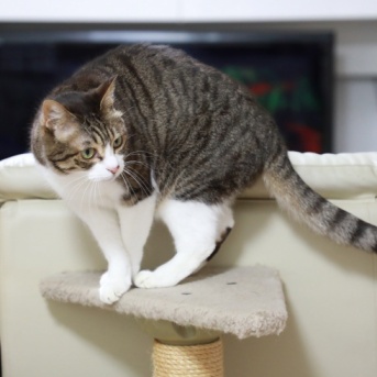 すぐ真似っこしてみる猫。