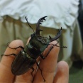 ミヤマクワガタ捕まえた