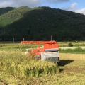 阿東つばめ米）出荷間近です。ご予約ください！