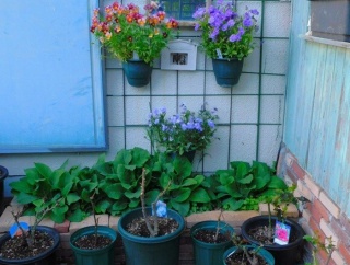 ビオラからラナンキュラスそして薔薇へ