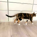 キャリコちゃん3歳になりました