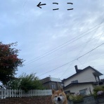 豆柴ぽんと北海道