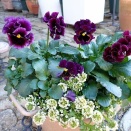 1/6日のビオパンとニワのアレコレ