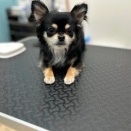 トリミングのお客様