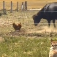 犬もビックリ…ニワトリと牛が対決したら勝者はニワトリだった