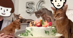 猫たちに囲まれて、お誕生日ケーキを食べる♪