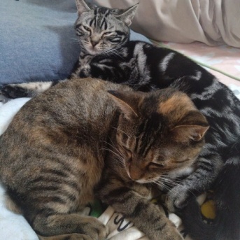 実物のﾈｺﾁｬﾝたちセカンド128