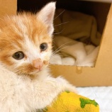 『子猫ちゃん、お空へ帰って行きました…』の画像