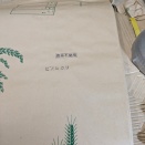 乾田直播について