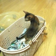 病気がちでも17歳まで生きてくれた猫の家族記念日