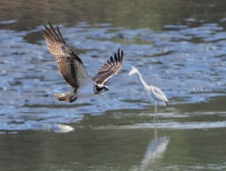 2026年3月1日の野鳥公園
