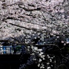 『MILTOL200mmによる2021の桜　2021/03/29』の画像