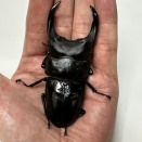 オオクワガタ新成虫販売個体＜オス単品その915＞
