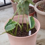 Heyモーの家庭菜園を楽しむ