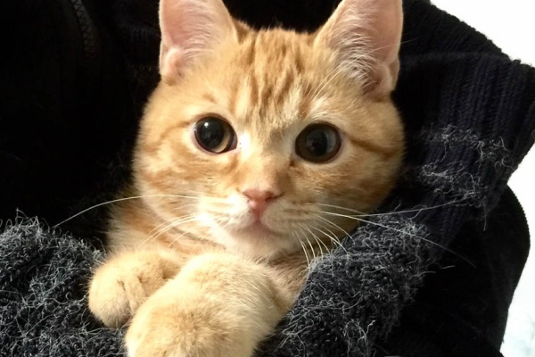 くーまと猫との日々 17